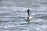 Manx Shearwater (Puffinus puffinus)