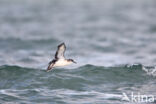 Manx Shearwater (Puffinus puffinus)