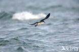 Manx Shearwater (Puffinus puffinus)