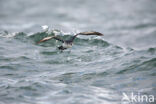 Manx Shearwater (Puffinus puffinus)