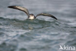 Manx Shearwater (Puffinus puffinus)