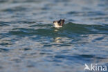Manx Shearwater (Puffinus puffinus)