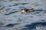 Manx Shearwater (Puffinus puffinus)
