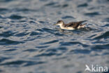 Manx Shearwater (Puffinus puffinus)