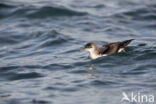 Manx Shearwater (Puffinus puffinus)