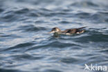 Manx Shearwater (Puffinus puffinus)