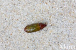 Yellow Shell (Camptogramma bilineata)