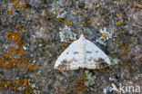Clouded Silver (Lomographa temerata)