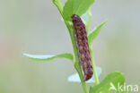 Dotted Clay (Xestia baja)