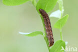 Dotted Clay (Xestia baja)