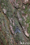 Sphinx pinastri