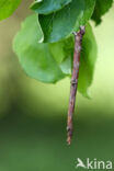 Swallow-tailed Moth (Ourapteryx sambucaria)