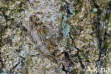 Mottled Beauty (Alcis repandata)