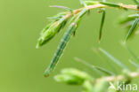 juniper pug (Eupithecia pusillata)