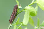Dotted Clay (Xestia baja)