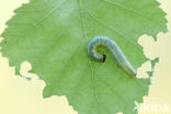 Northern Winter Moth (Operophtera fagata)