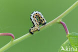 The Magpie (Abraxas grossulariata)