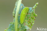Grote vuurvlinder (Lycaena dispar)