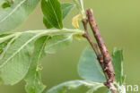 Scalloped Oak (Crocallis elinguaria)