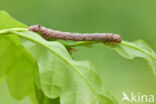 Feathered Thorn (Colotois pennaria)
