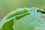 Bena bicolorana