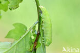 Bena bicolorana