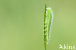 Meadow Brown (Maniola jurtina)