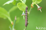 Macaria brunneata