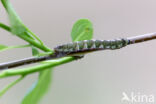 Dark Umber (Philereme transversata)