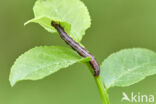Macaria brunneata