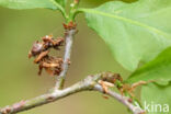 Blotched Emerald (Comibaena bajularia)