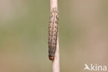 White-point (Mythimna albipuncta)
