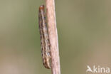White-point (Mythimna albipuncta)