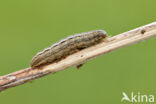 White-point (Mythimna albipuncta)