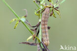 Flame Shoulder (Ochropleura plecta)
