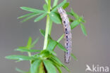 Dark-barred Twin-spot Carpet (Xanthorhoe ferrugata)