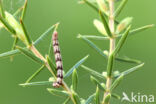 juniper pug (Eupithecia pusillata)