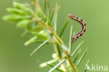 juniper pug (Eupithecia pusillata)