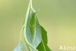 Purple Emperor (Apatura iris)