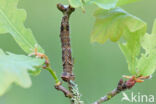 Scalloped Oak (Crocallis elinguaria)