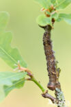 Scalloped Oak (Crocallis elinguaria)