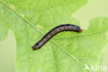 Twin-spotted Quaker (Orthosia munda)