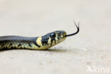 Ringslang (Natrix natrix)