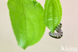 Dark Umber (Philereme transversata)