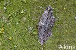 Great Oak Beauty (Hypomecis roboraria)