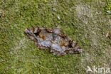 Mottled Beauty (Alcis repandata)