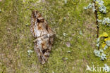 Mottled Beauty (Alcis repandata)