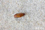 Northern Winter Moth (Operophtera fagata)