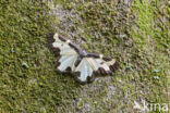 Clouded Border (Lomaspilis marginata)