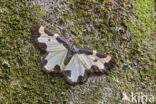Clouded Border (Lomaspilis marginata)